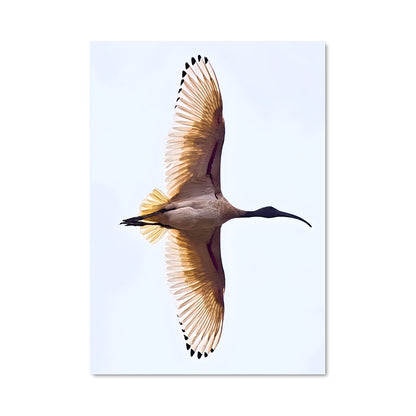 Poster L'Ibis Céleste