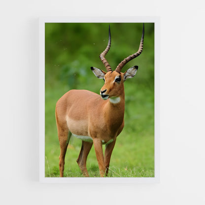 ap-impala-3 cadre Blanc