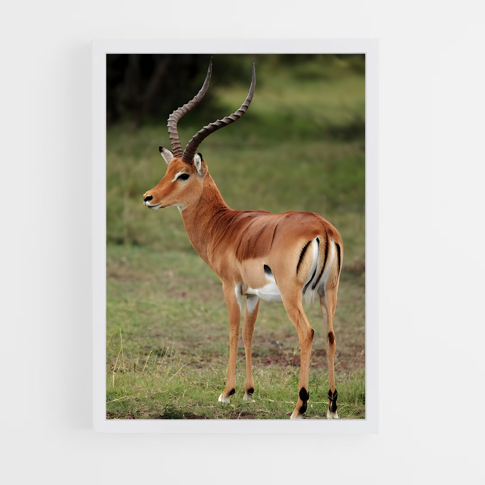 ap-impala-4 cadre Blanc