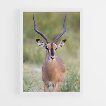 ap-impala-8 cadre Blanc