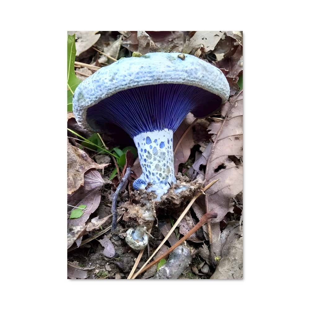 Poster Champignon Indigo