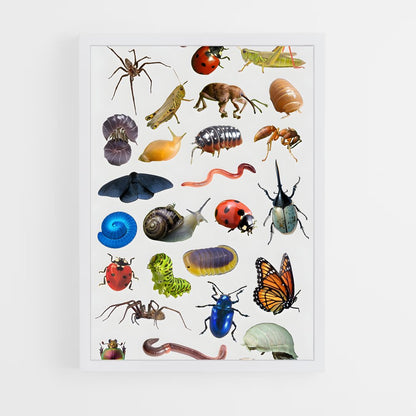 ap-insects-1 cadre Blanc