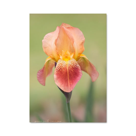 Poster Iris 96614