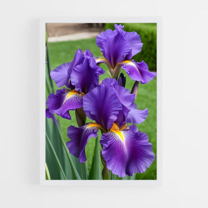 ap-iris-4 cadre Blanc