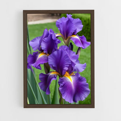 ap-iris-4 cadre Bois foncé