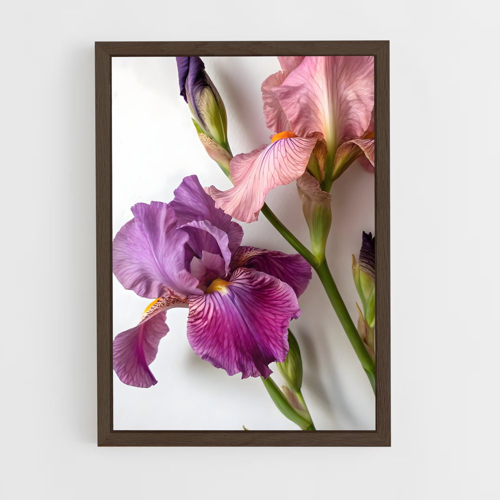 ap-iris-5 cadre Bois foncé