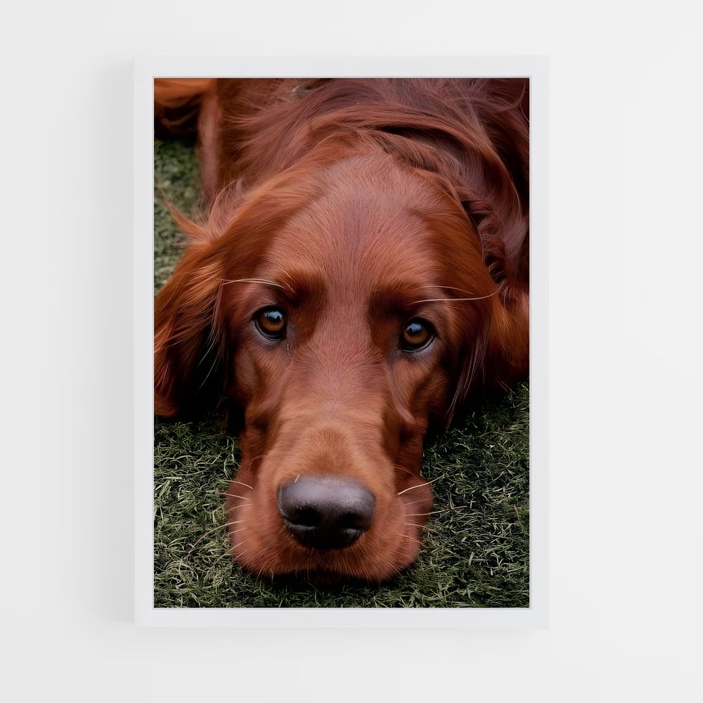 ap-irish setter-1 cadre Blanc