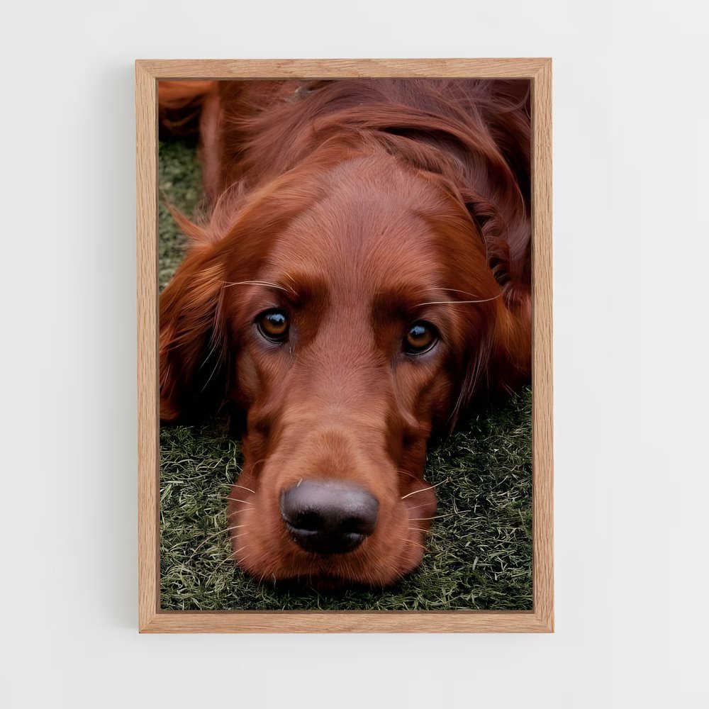 ap-irish setter-1 cadre Bois clair