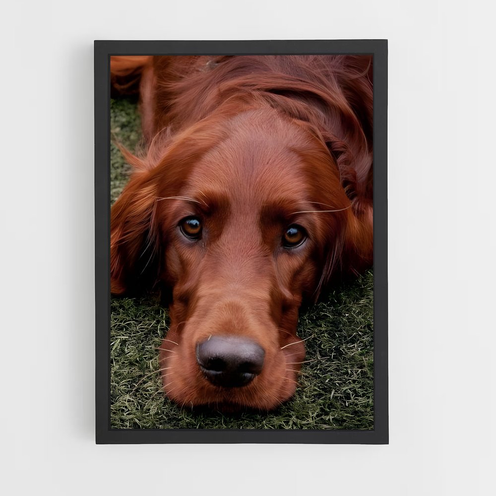 ap-irish setter-1 cadre Noir