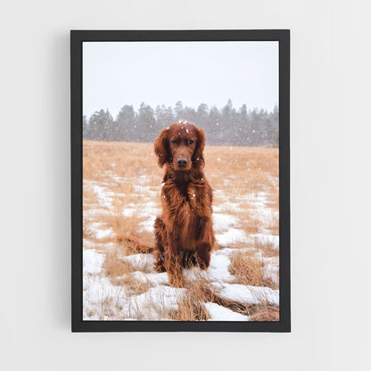 ap-irish setter-3 cadre Noir