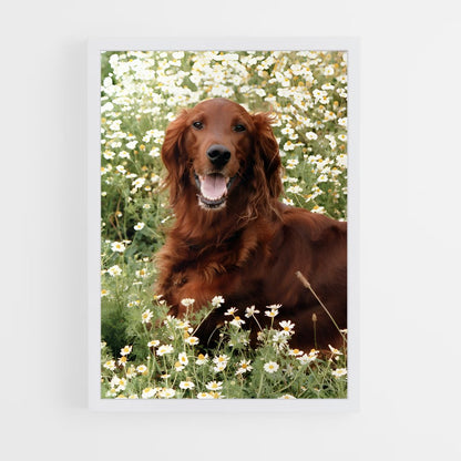 ap-irish setter-4 cadre Blanc