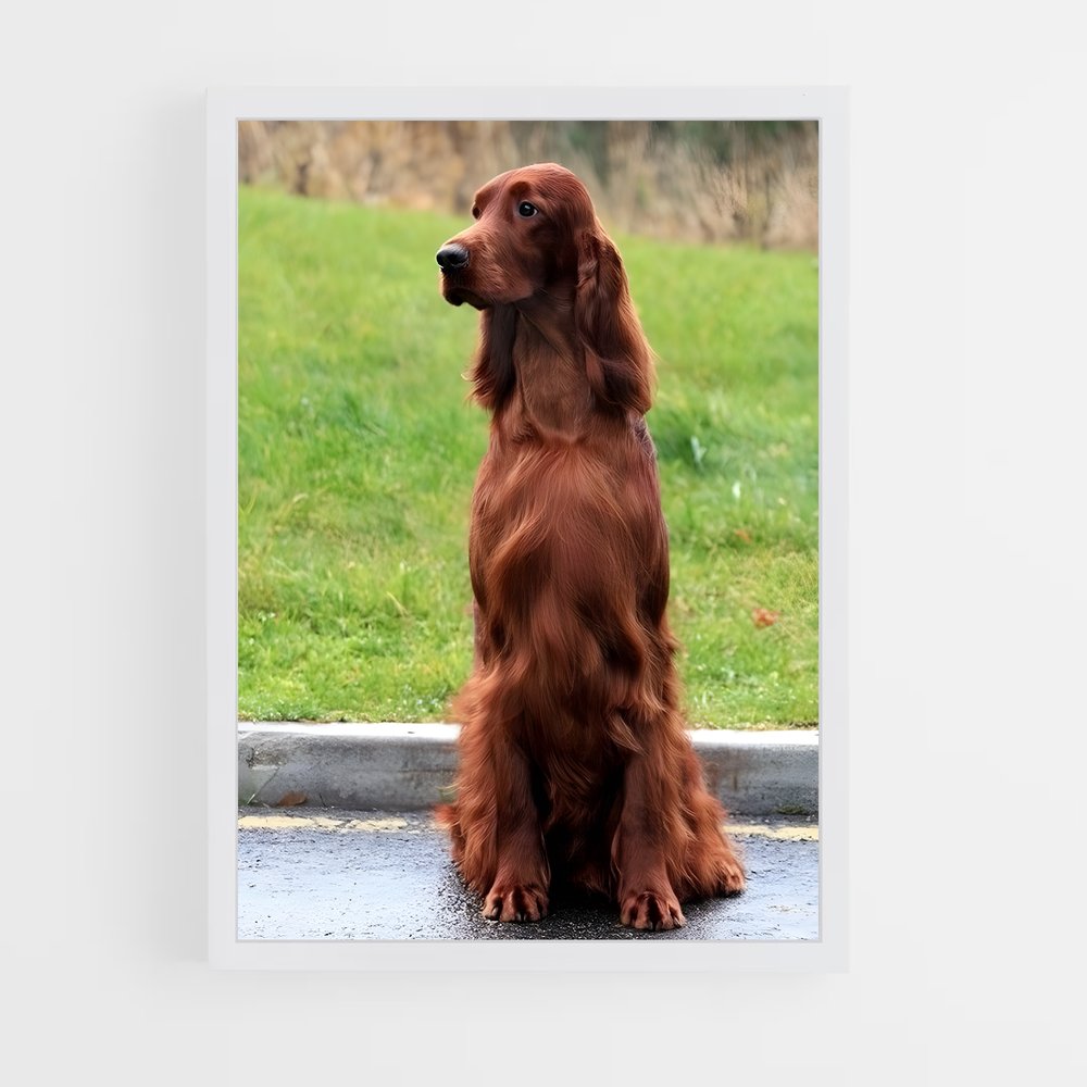 ap-irish setter-5 cadre Blanc
