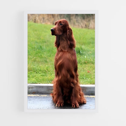 ap-irish setter-5 cadre Blanc