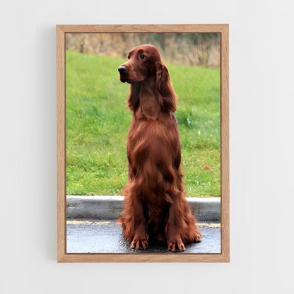ap-irish setter-5 cadre Bois clair