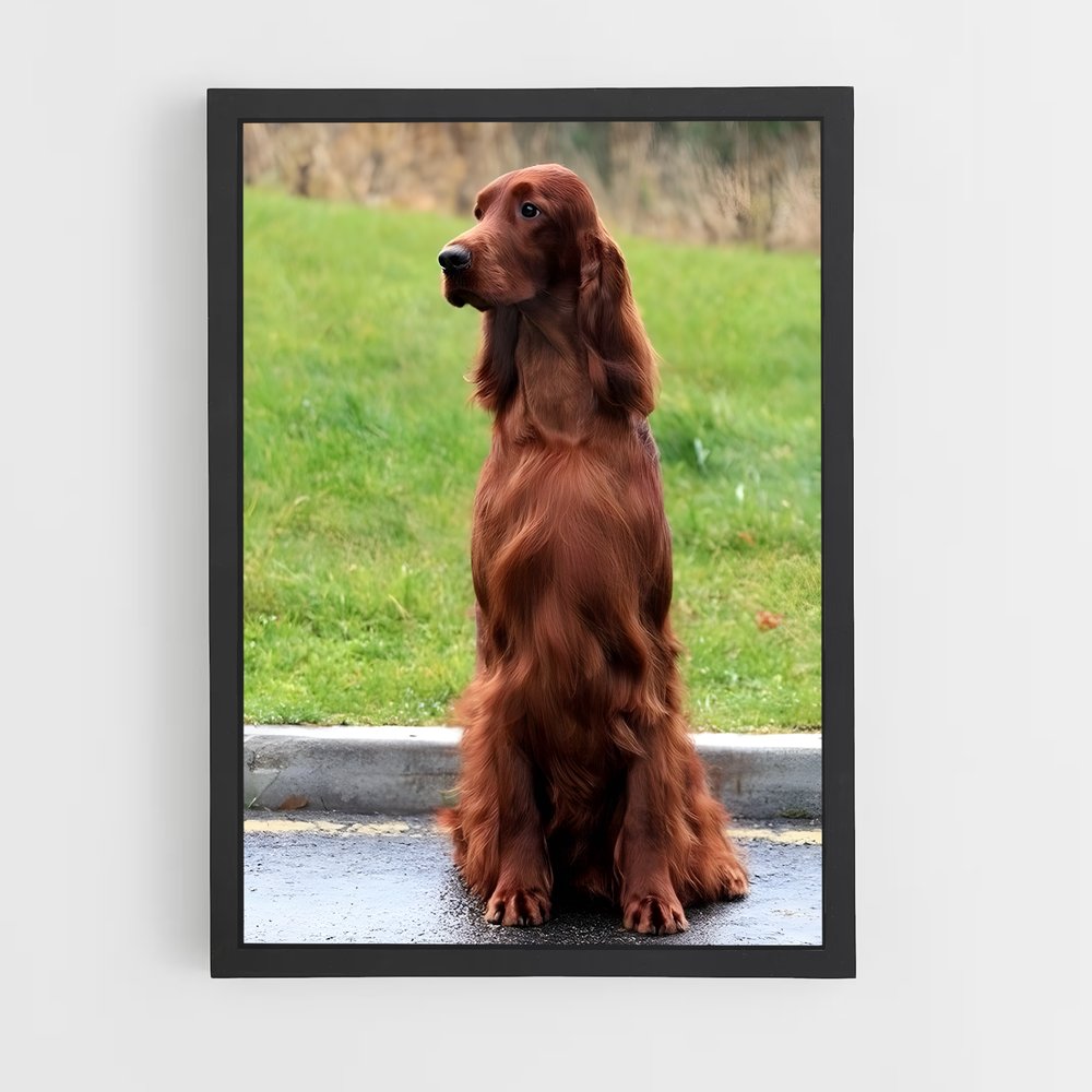 ap-irish setter-5 cadre Noir