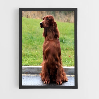 ap-irish setter-5 cadre Noir