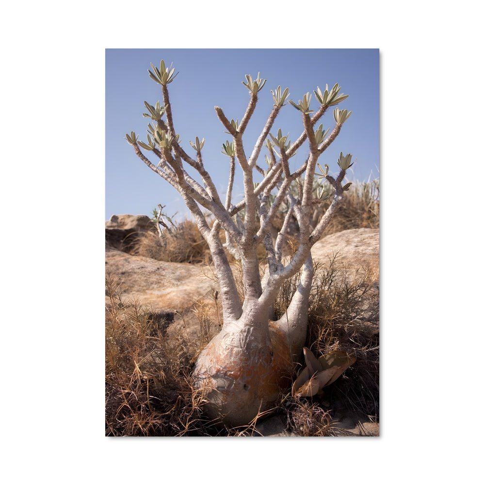 Poster Résilience du Désert