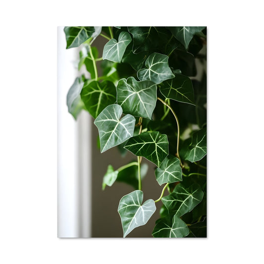 Poster Ivy Enchantée