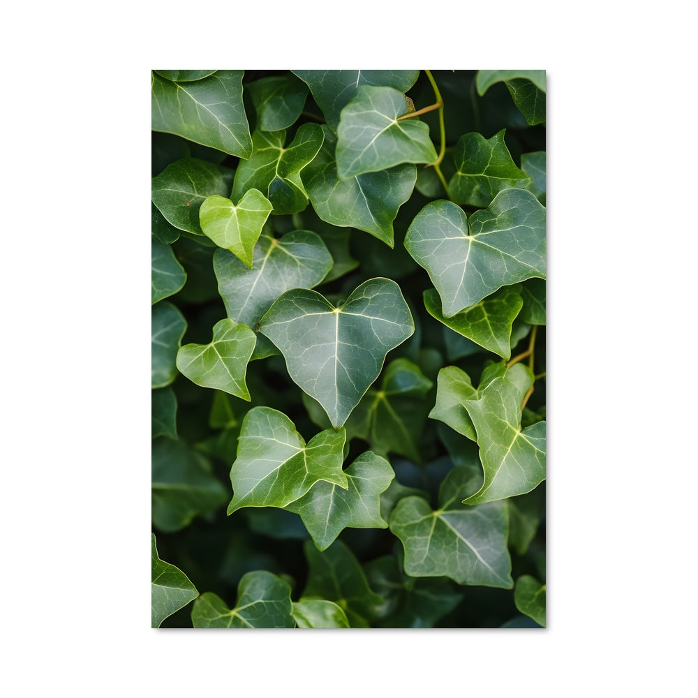 Poster Ivy 97062