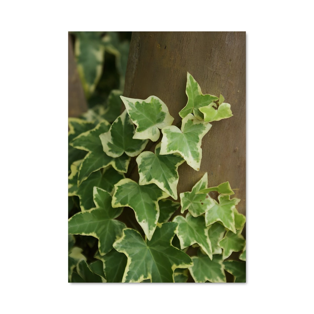 Poster L'Envol de la Vigne