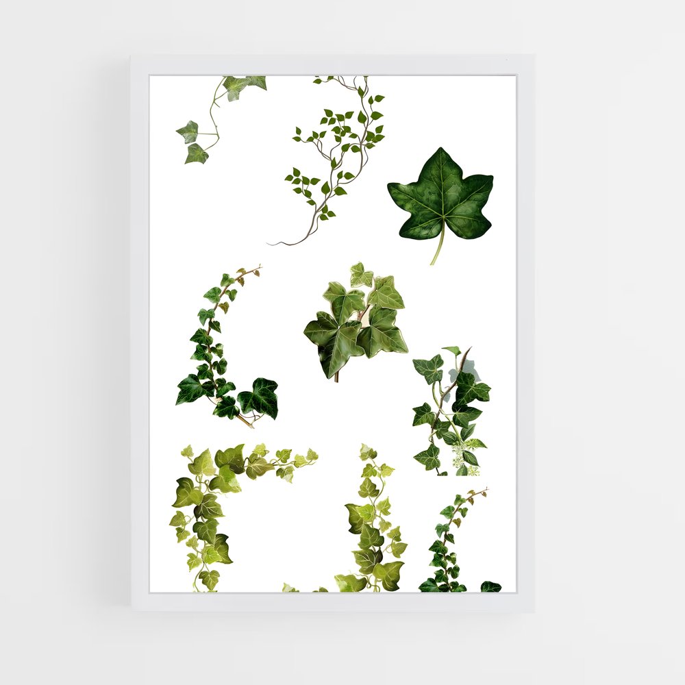 ap-ivy-7 cadre Blanc