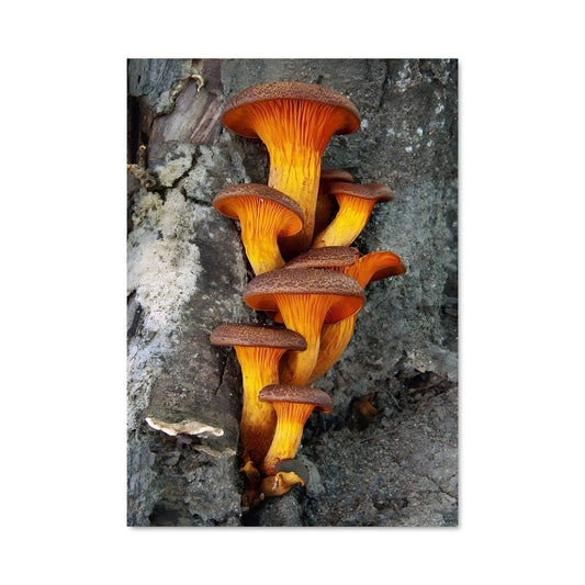 Poster Champignons Magiques