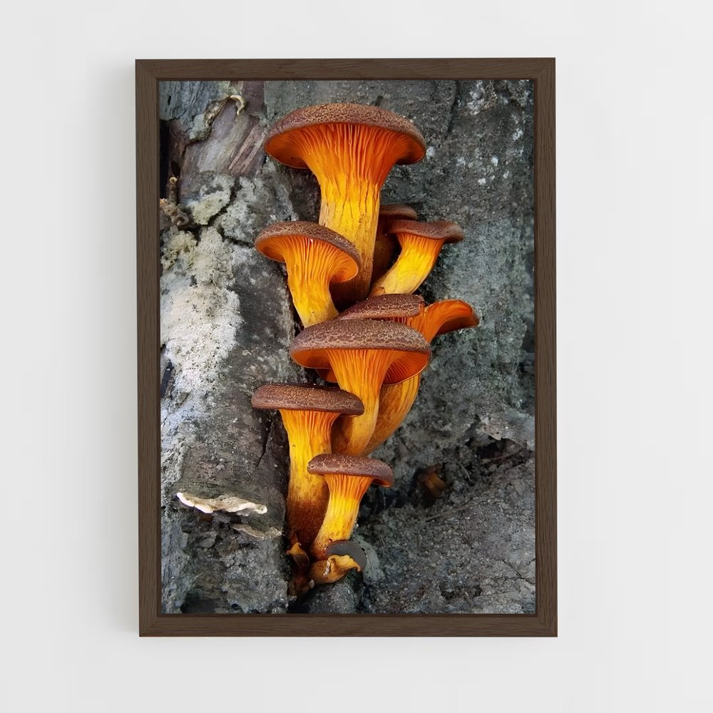 ap-jack o lantern-1 cadre Bois foncé