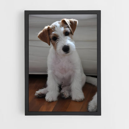ap-jack russell terrier-1 cadre Noir