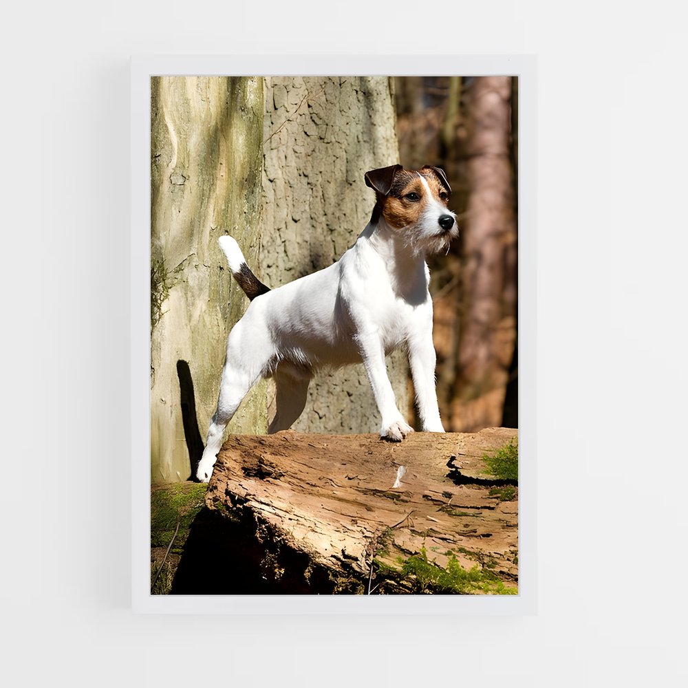ap-jack russell terrier-2 cadre Blanc