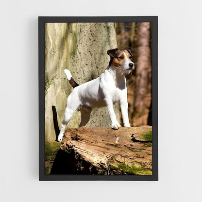 ap-jack russell terrier-2 cadre Noir