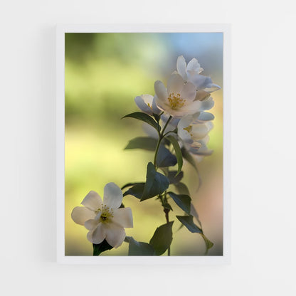 ap-jasmine-6 cadre Blanc
