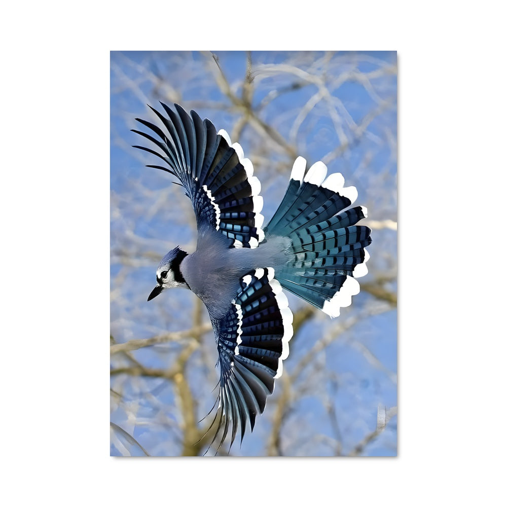 Poster Élan du Ciel