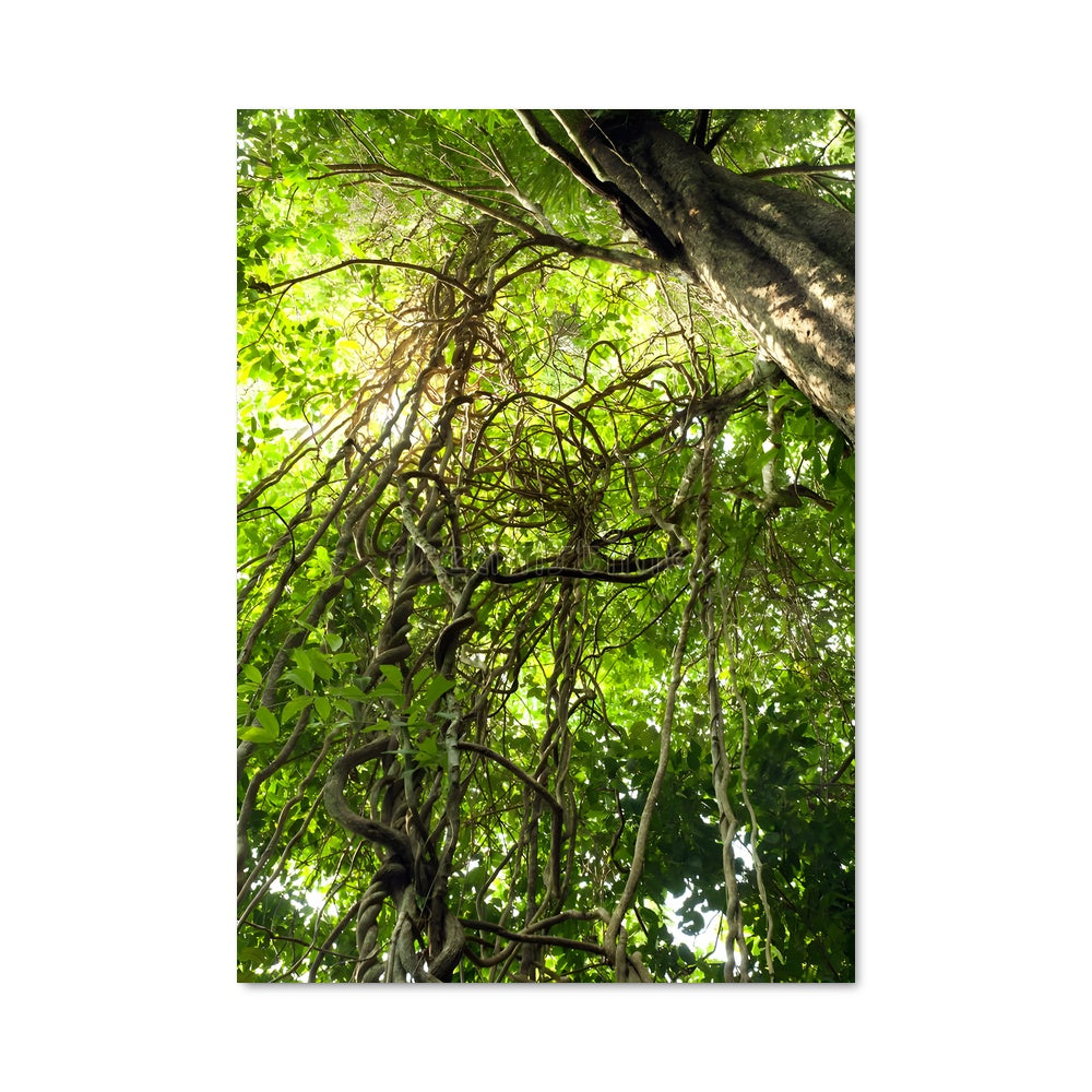 Poster Forêt Enchevêtrée