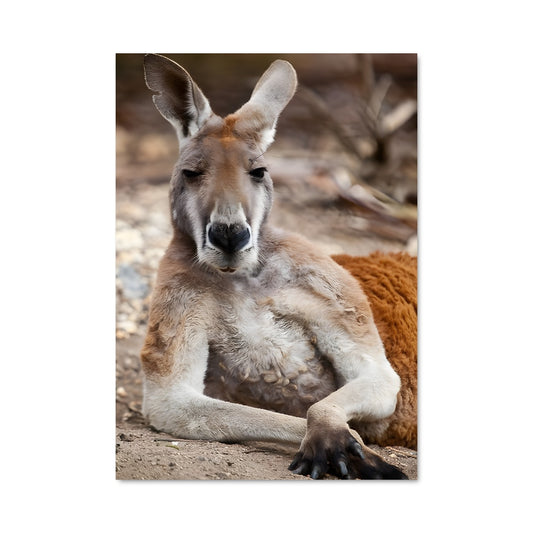 Poster Kangourou Paresseux