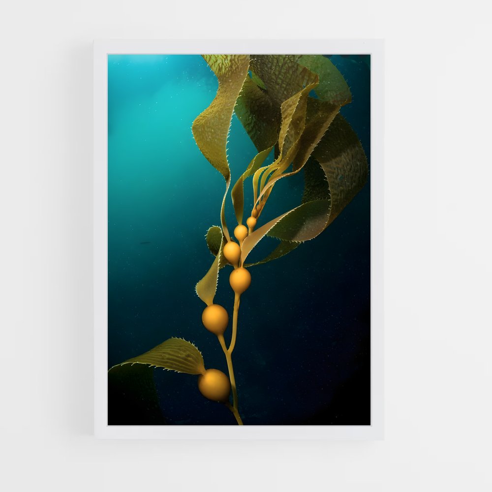 ap-kelp-7 cadre Blanc