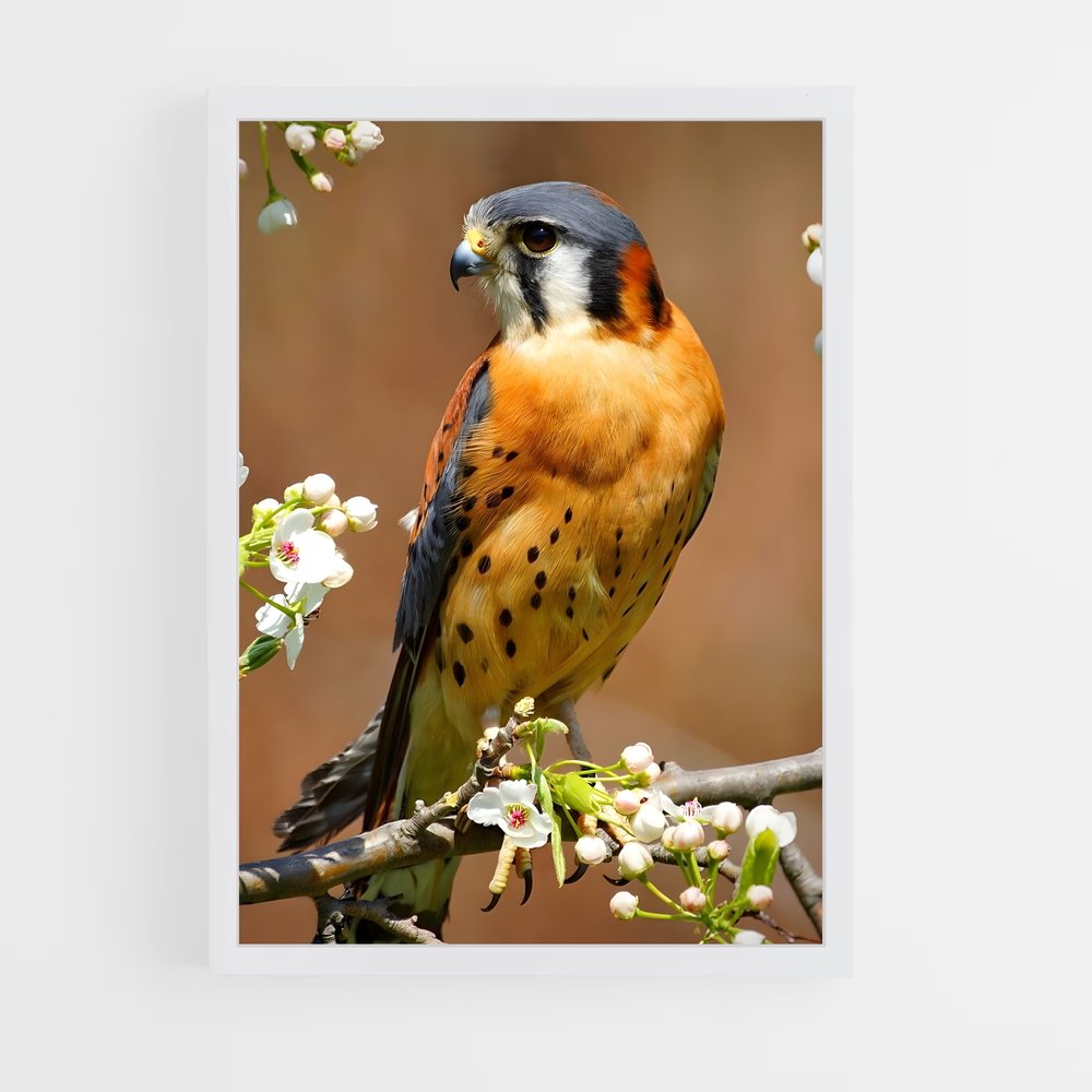 ap-kestrel-2 cadre Blanc