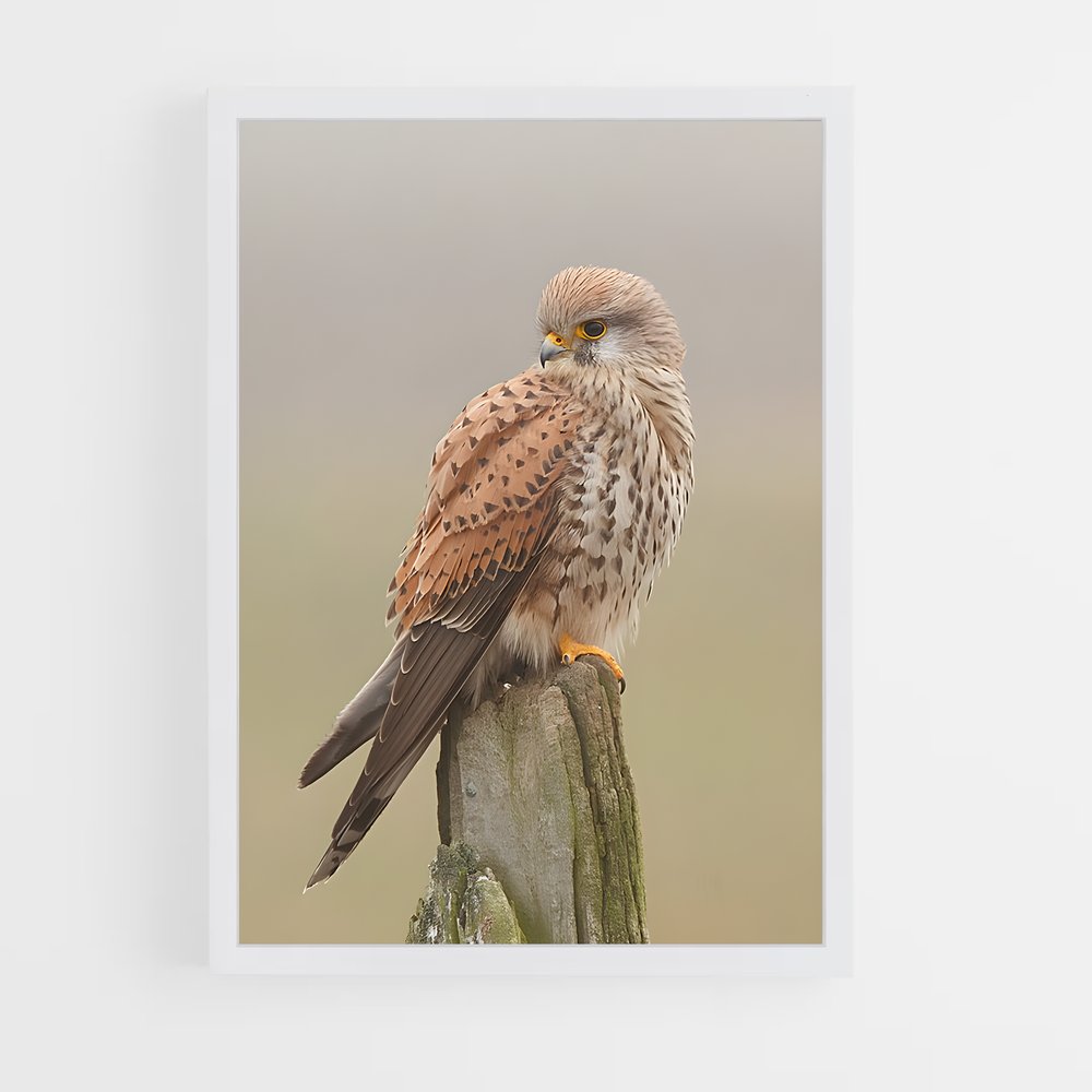 ap-kestrel-3 cadre Blanc