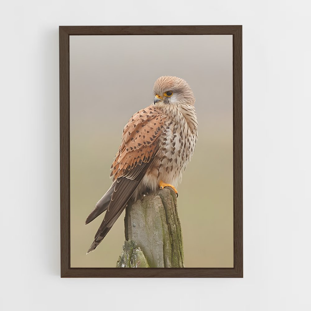 ap-kestrel-3 cadre Bois foncé