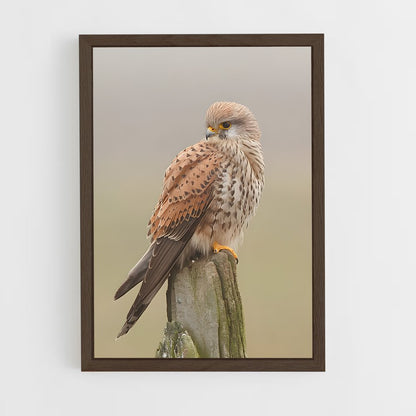 ap-kestrel-3 cadre Bois foncé