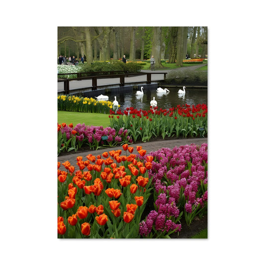 Poster Danse des Cygnes