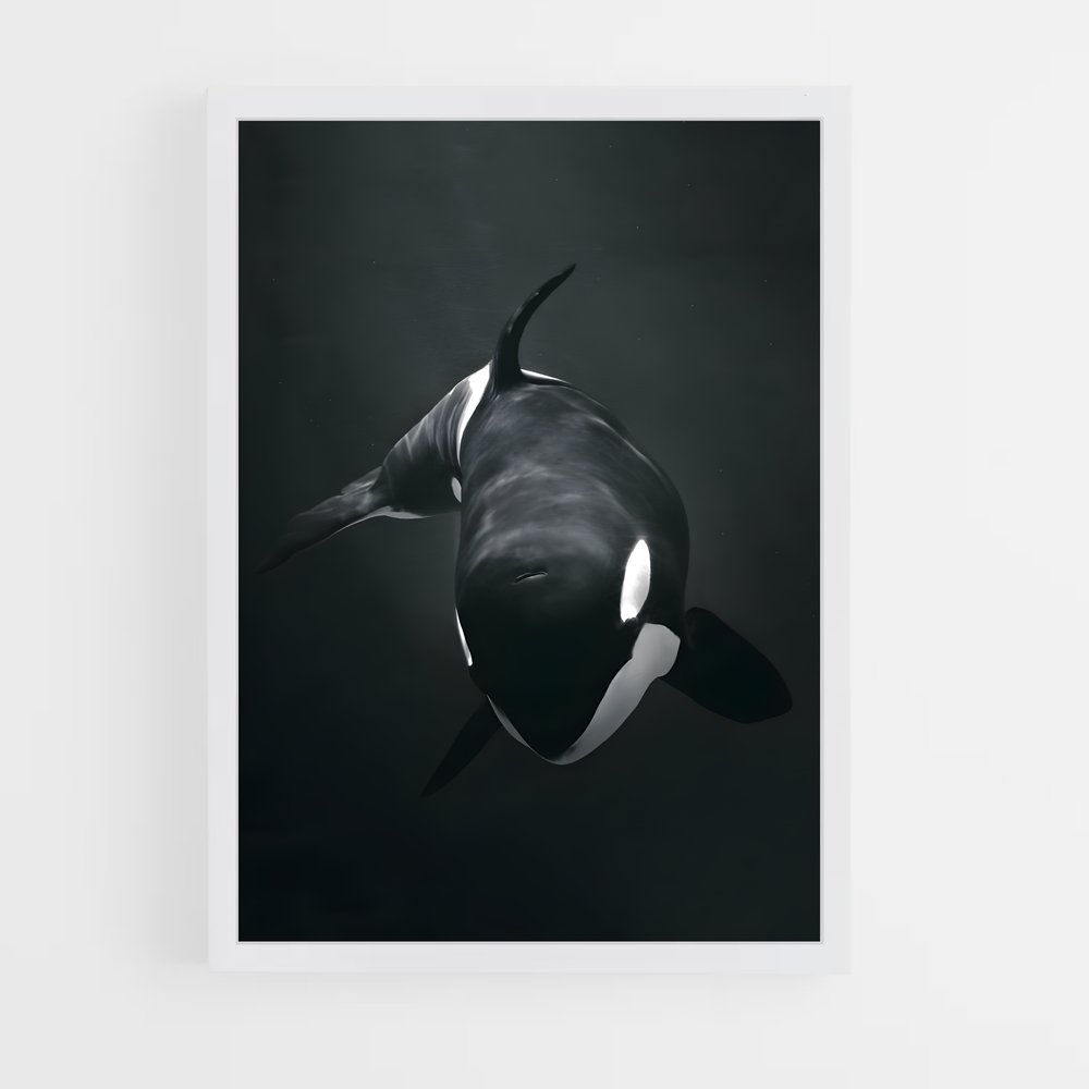ap-killer whale-2 cadre Blanc