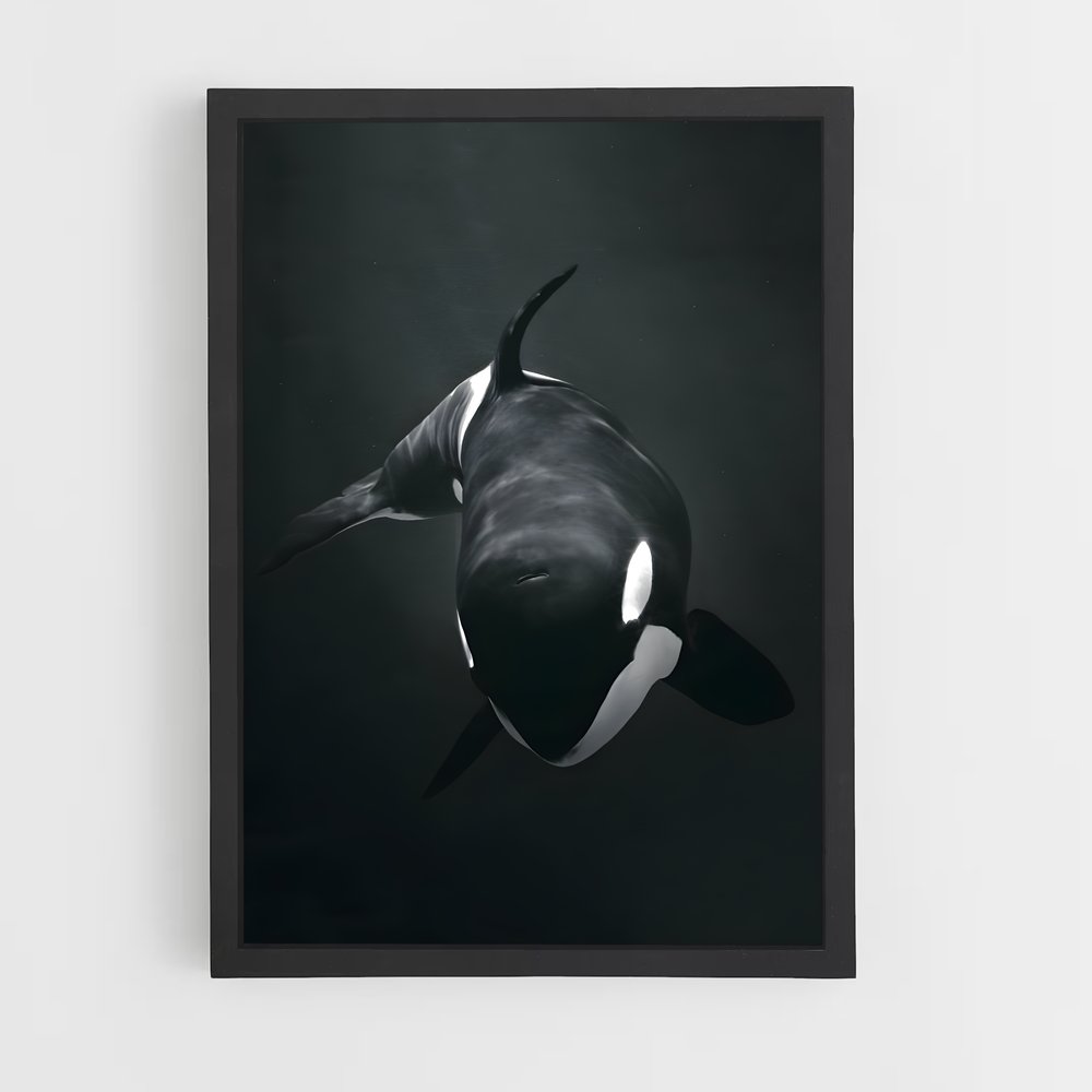 ap-killer whale-2 cadre Noir