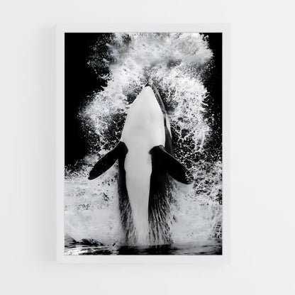 ap-killer whale-4 cadre Blanc