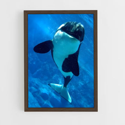 ap-killer whale-6 cadre Bois foncé