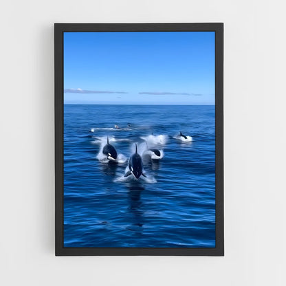ap-killer whale-9 cadre Noir