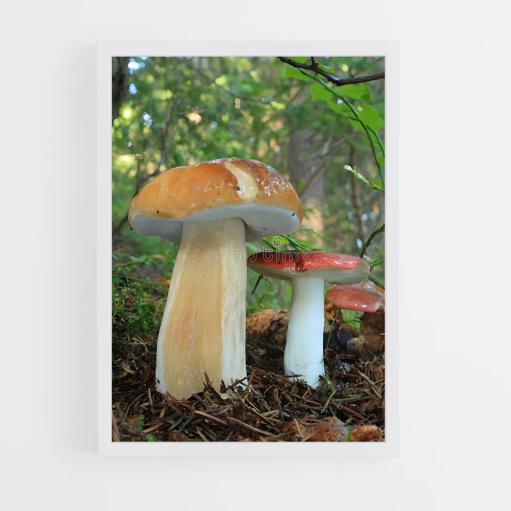 ap-king bolete-1 cadre Blanc