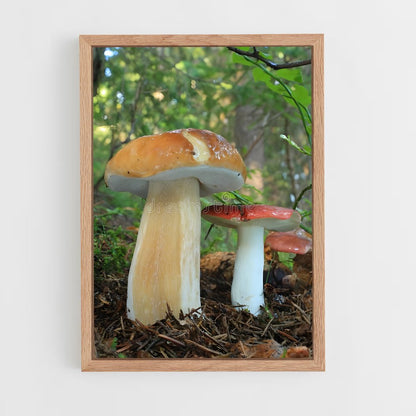 ap-king bolete-1 cadre Bois clair