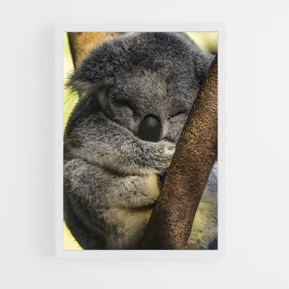 ap-koala-4 cadre Blanc