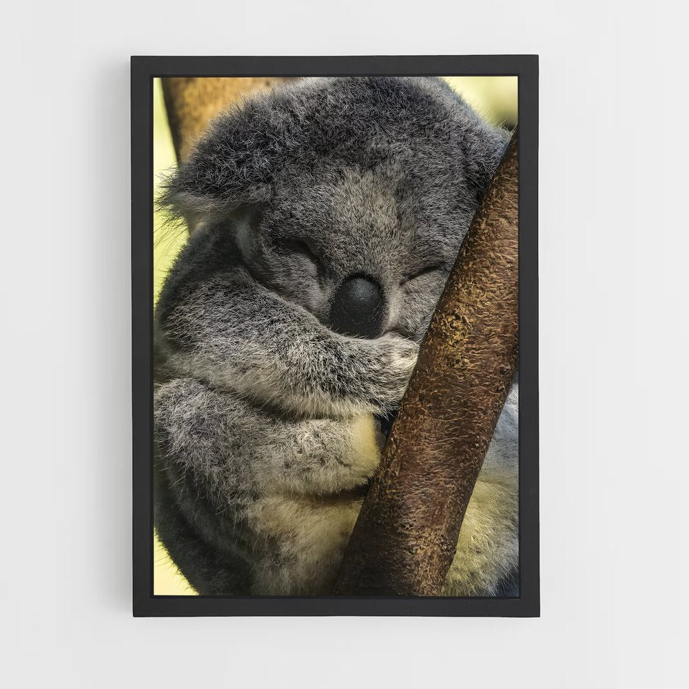 ap-koala-4 cadre Noir