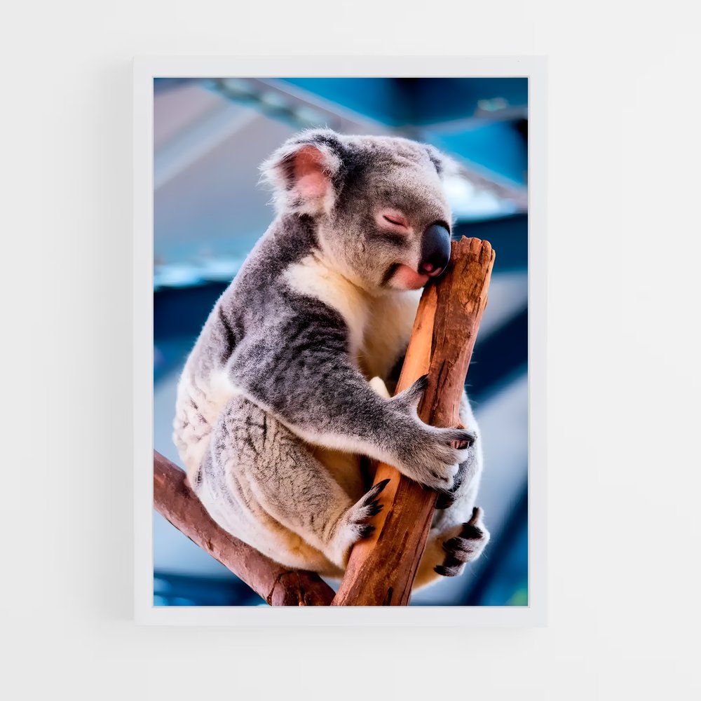 ap-koala-5 cadre Blanc